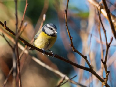 A beautiful little Blue Tit (Cyanistes caeruleus) sits perched on a tree branch with highlight in eye