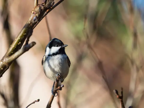 Beautiful Coal Tit Periparus Ater Sits Perched End Branch Highlight —  Fotos de Stock