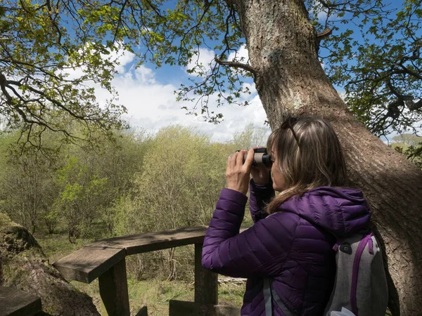 A lady bird watcher looks out over trees and blue sky from a wooden viewing platform built in a tree.