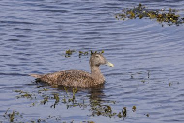 Dişi bir yumurta ördeği (Somateria mollissima) denizde yosun arasında yüzer.