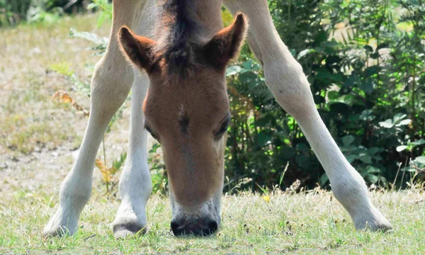 Pony New Forest Con Gambe Divaricate Nutre Erba — Foto Stock