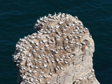 Üreyen bir sümsük kuşu kolonisi (Morus bassanus), arka planda koyu mavi deniz bulunan büyük bir kaya yığınının tepesinde yuva yapar..