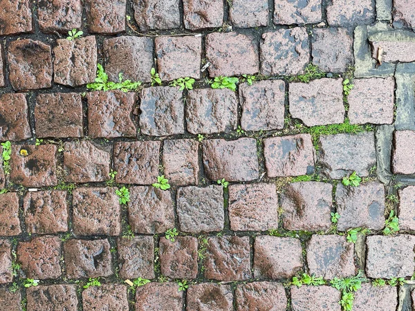 Yağmur yeni yağdığı için eski bir kaldırım taşı yolu parıldıyor. Kare taşlar arasındaki bazı çatlaklarda yeşil otlar var.