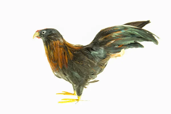 Juguete gallina en blanco — Foto de Stock