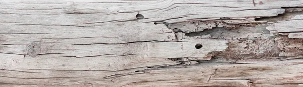 Panorama arka plan ağaç doku