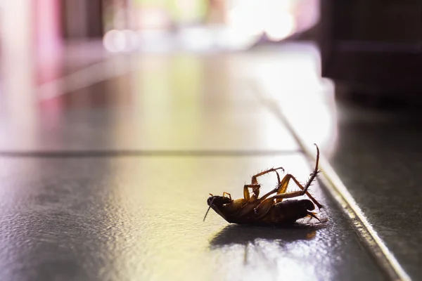 Silueta cucarachas muertas en la casa . — Foto de Stock