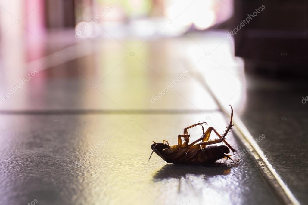 Silhouette dead cockroaches in the house.