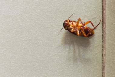 Katta ölü Hamam böcekleri.