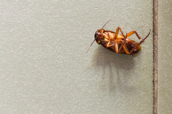 Katta ölü Hamam böcekleri.