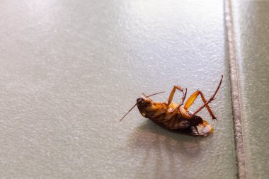 Katta ölü Hamam böcekleri.