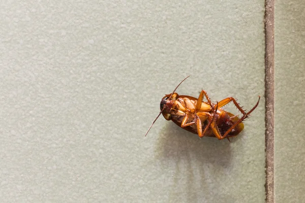 Katta ölü Hamam böcekleri.