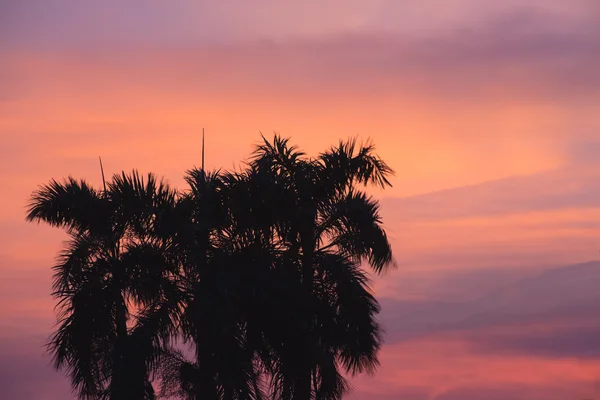 Tropischer Sonnenuntergang mit Silhouettenpalmen und Weltraum. — Stockfoto