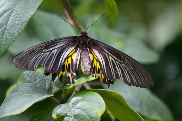 Vlinder troides — Stockfoto