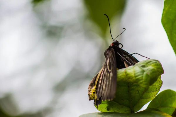 Vlinder — Stockfoto