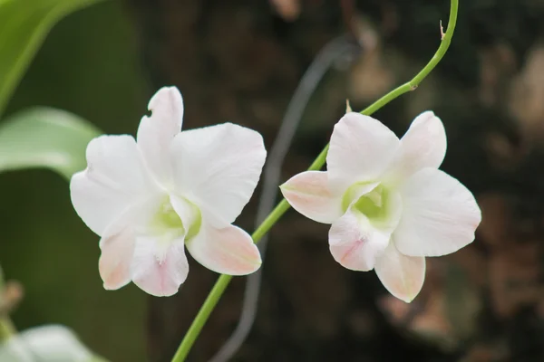 タイの蘭の花 — ストック写真