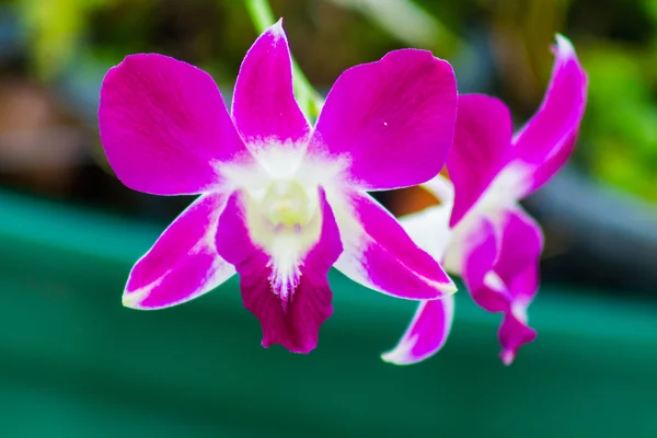 Orquídeas tailandesas — Fotografia de Stock