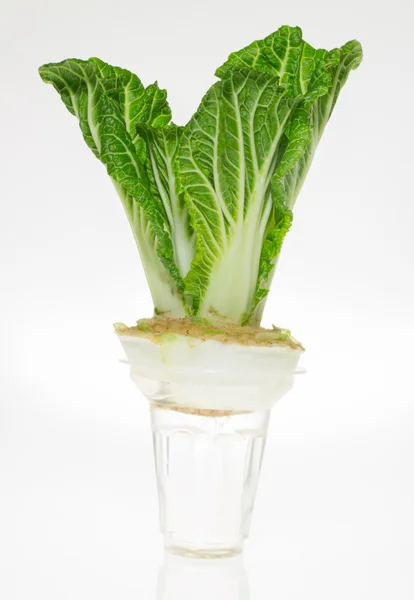 Chinese cabbage grown in glass — Stock Photo, Image