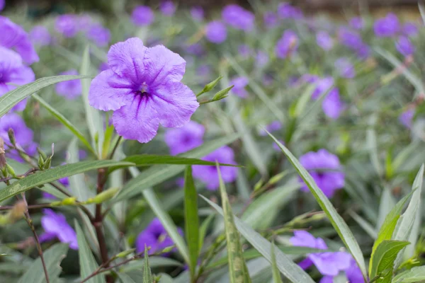 Ruellia tuberosa — Zdjęcie stockowe