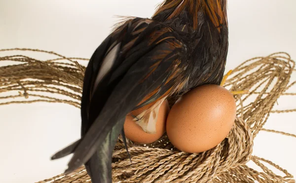 Ei und Huhn — Stockfoto