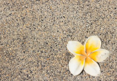 Plumeria çiçek bir arka plan üzerinde