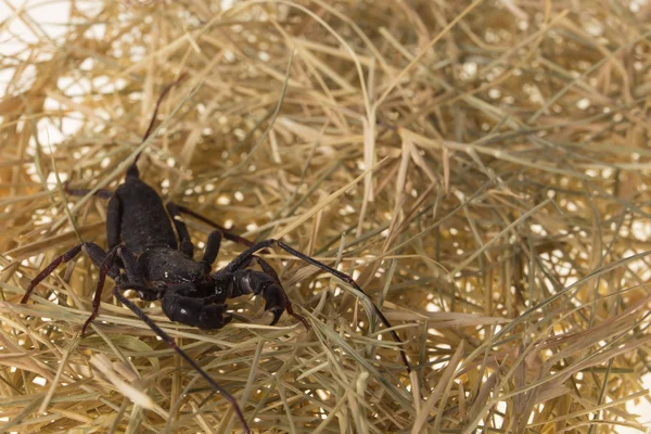 Escorpión de látigo — Foto de Stock