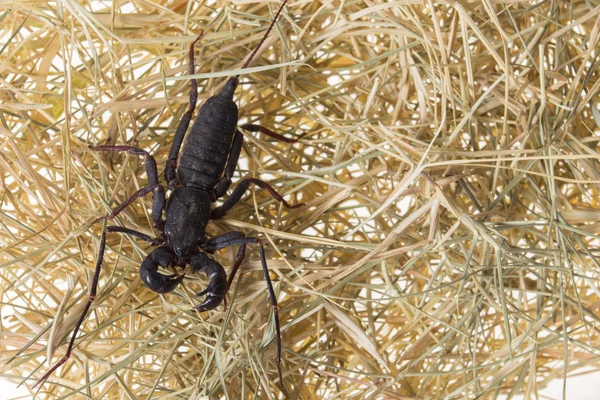 Escorpión de látigo —  Fotos de Stock