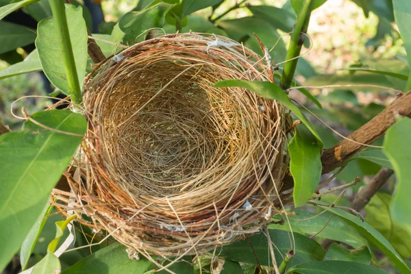 Lege vogel nest — Stockfoto