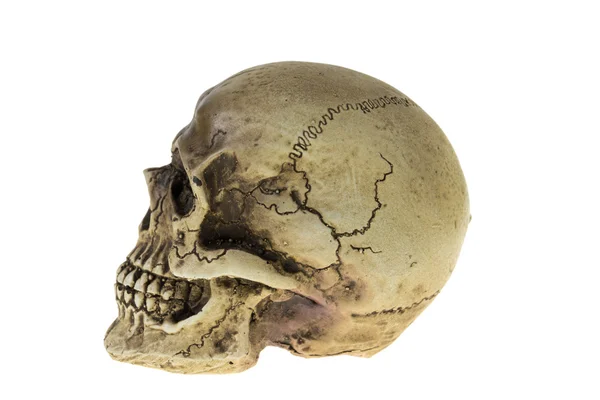 Human skull — Stock Photo, Image