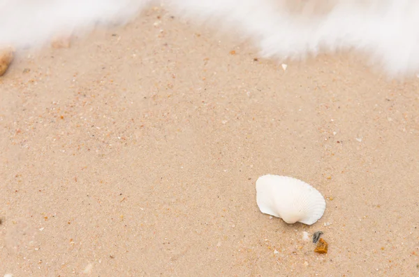 Shells and sand — Stock Photo, Image