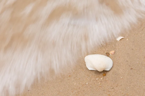 Shells and sand — Stock Photo, Image