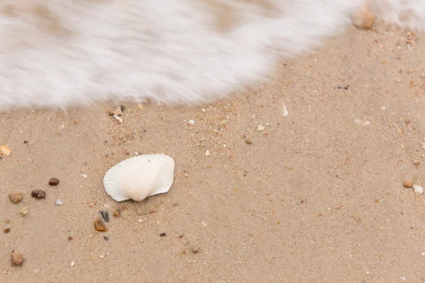 Shells and sand — Stock Photo, Image