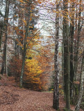 Güzel sarı yaprakları ve sisi olan sonbahar ormanı manzaraları