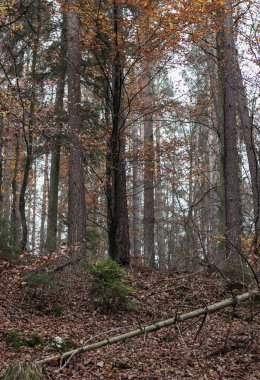 Güzel sarı yaprakları ve sisi olan sonbahar ormanı manzaraları