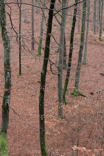 Paysages Forestiers Automne Avec Belles Feuilles Jaunes Brouillard — Photo