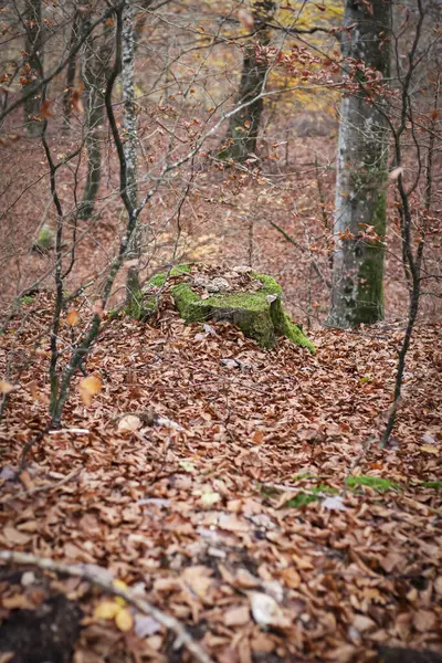Paysages Forestiers Automne Avec Belles Feuilles Jaunes Brouillard — Photo