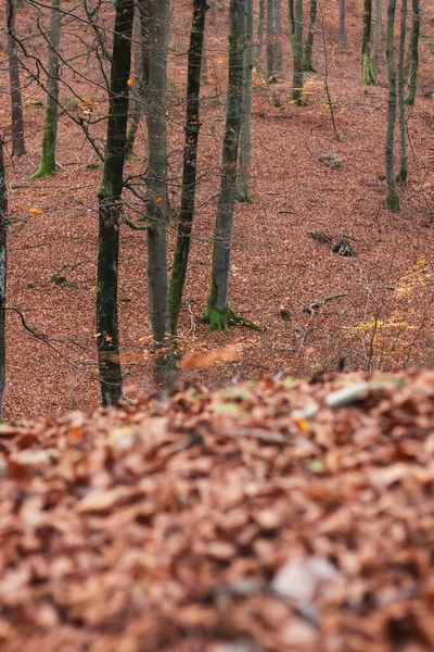 Őszi Erdő Táj Gyönyörű Sárga Levelek Köd — Stock Fotó