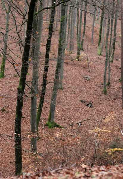 Paysages Forestiers Automne Avec Belles Feuilles Jaunes Brouillard — Photo