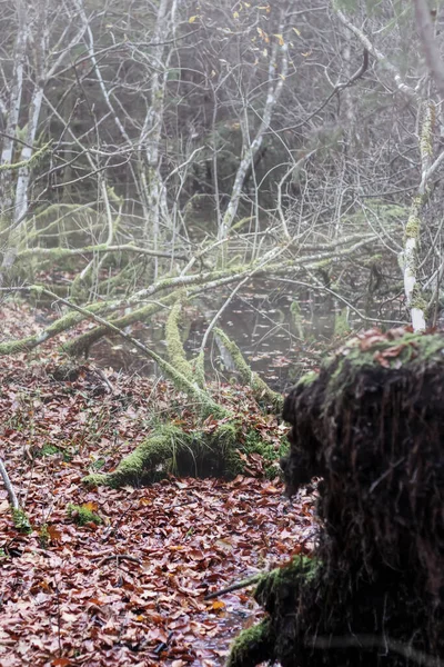 Paysages Forestiers Automne Avec Belles Feuilles Jaunes Brouillard — Photo