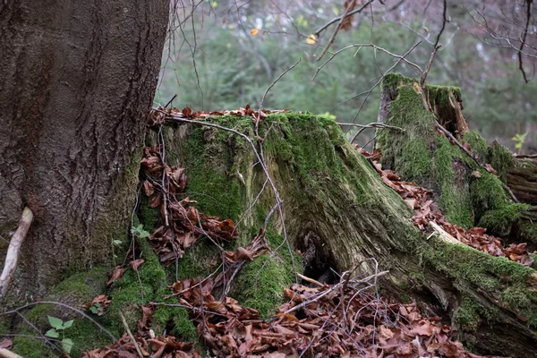 Őszi Erdő Táj Gyönyörű Sárga Levelek Köd — Stock Fotó