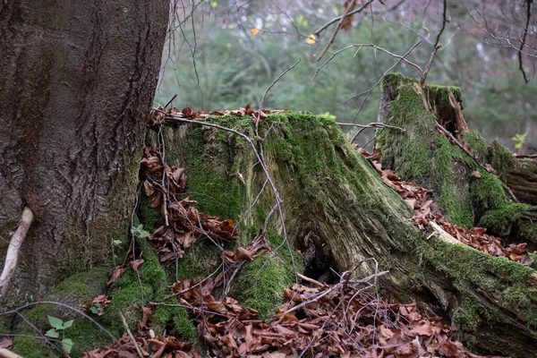 Paysages Forestiers Automne Avec Belles Feuilles Jaunes Brouillard — Photo