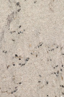 Deniz kumu dokusu. Siyah benekli deniz kumu ve zorah.