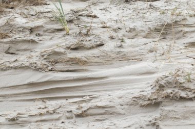 Deniz kumu dokusu. Siyah benekli deniz kumu ve zorah.