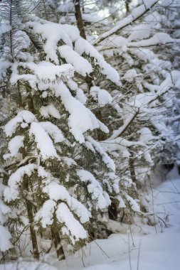 Kış ormanı Kış yolu ve kardaki her şey..