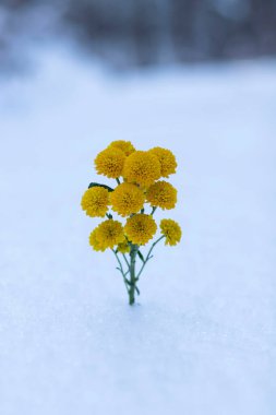 Beyaz karda sarı çiçekler. Kış ormanında.