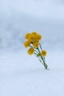 Beyaz karda sarı çiçekler. Kış ormanında.