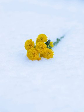 Beyaz karda sarı çiçekler. Kış ormanında.