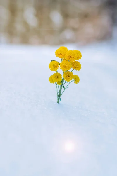 Fleurs Jaunes Sur Neige Blanche Dans Forêt Hiver — Photo