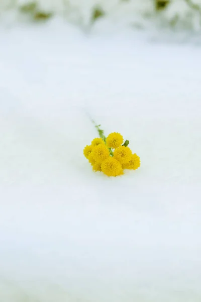 Fleurs Jaunes Sur Neige Blanche Dans Forêt Hiver — Photo