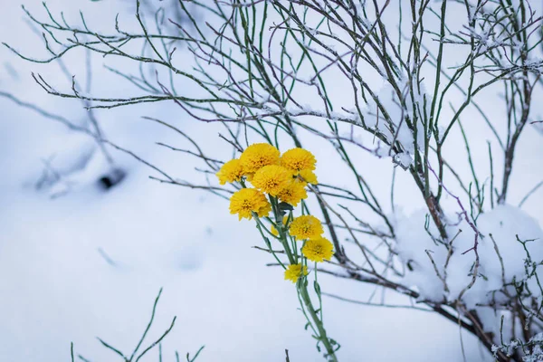 Fleurs Jaunes Sur Neige Blanche Dans Forêt Hiver — Photo