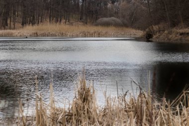 Ormandaki göl. Bahar sonu. Orman gölündeki yansıma.